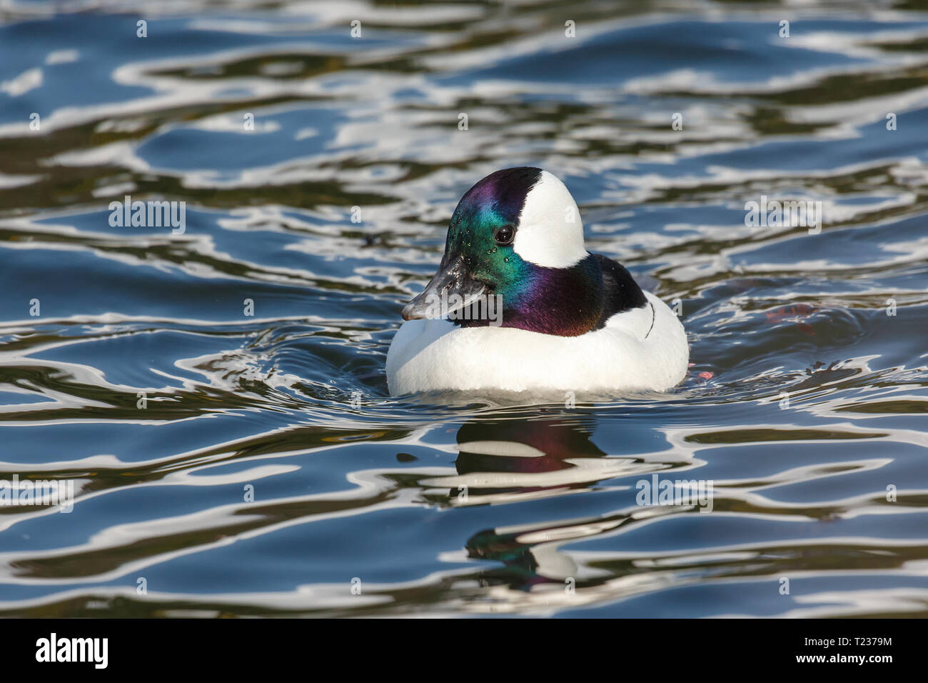 Maschi di anatra Bufflehead a Vancouver BC Canada Foto Stock