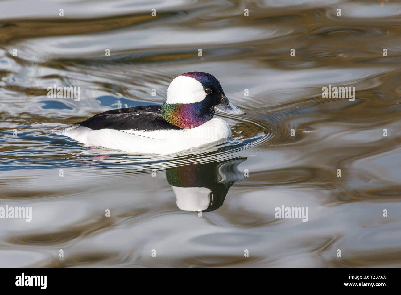 Maschi di anatra Bufflehead a Vancouver BC Canada Foto Stock