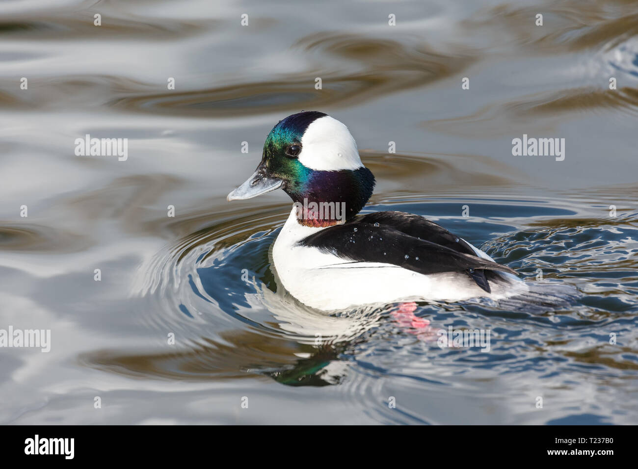 Maschi di anatra Bufflehead a Vancouver BC Canada Foto Stock