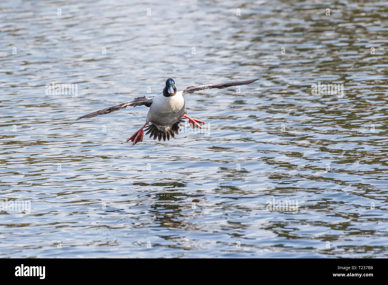 Maschi di anatra Bufflehead a Vancouver BC Canada Foto Stock