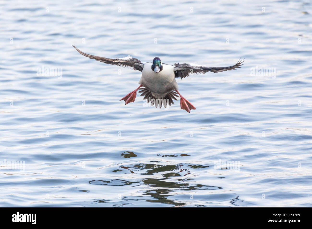Maschi di anatra Bufflehead a Vancouver BC Canada Foto Stock