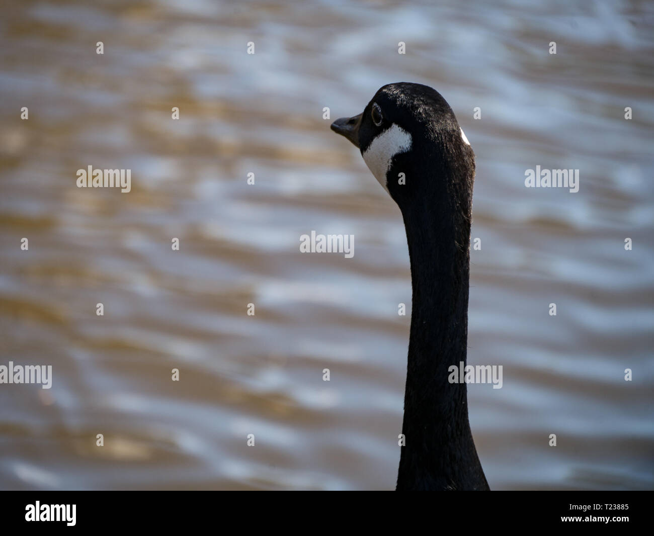 Canada Goose guardando fuori attraverso l'acqua Foto Stock