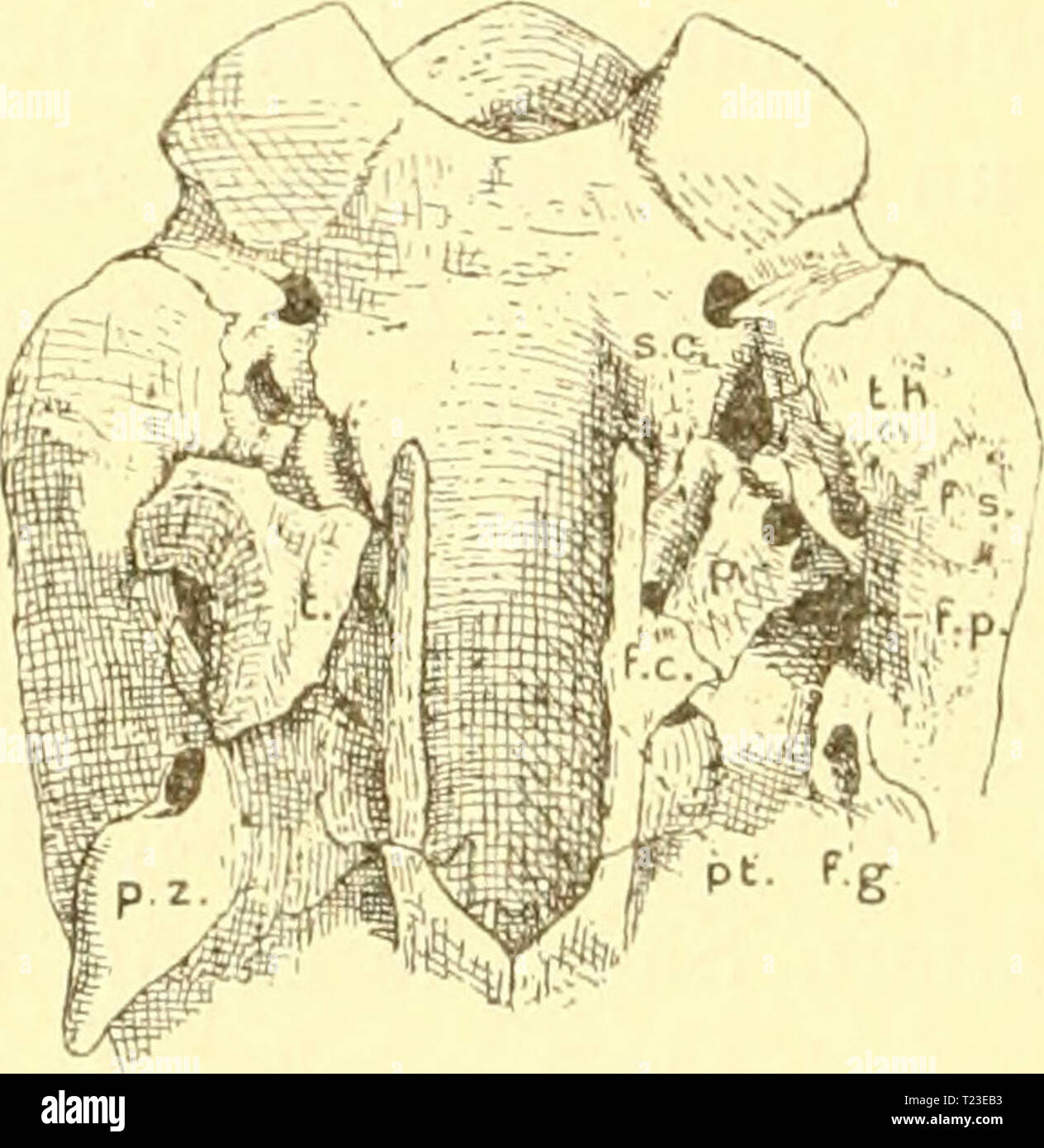 Immagine di archivio da pagina 157 di morire Tympanalgegend des Säugetierschädels Die Tympanalgegend des Säugetierschädels / von P.N. van Kampen dietympanalgegen00kamp Anno: 1905 470 P. N. van Kämpen bei Manis javanica, soweit er uiclit für das breite ostio tympani- curn tubae bestimmt ist nur durch Bindegewebe verschlossen wird. Bei M. tricuspis Kahn, Finde ich aber den caudalen Teil dieses Spaltes durch ein sehr kleines Knöchelchen, welches anche egen einerseits das Petrosam, anderseits gegen das Tympanicum anliegt, ver- schlossen (Fig. 32). Bei einem in alcol konservierten Kopfe derselben Art i Foto Stock