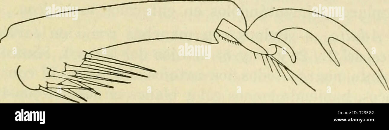 Immagine di archivio da pagina 158 di Diptera Argentina (1900) Diptera dipteraargentine argentino01shan Anno: 1900 Fig. 7. - Pelos 1, 2 y 3 (grupo un- terior submediano torácico) del protó- rax de una larva de Cfiagasia Faj'ardoi. Fig. 8. - Pelos 1, 2, 3, 4 y 5 del mesotórax de una larva de Cliagasia Fajaadoi. arj.,. Fig. 9. - Ultimo artejo del tarso III de A. argiritarsis mostrando la uña. Foto Stock
