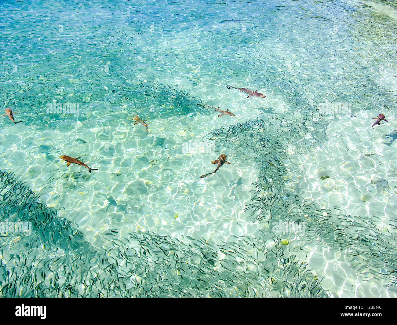 Maledives, Oceano Indiano, baby con punta nera Shark Reef (Carcharhinus melanopterus) tra i banchi di pesci Foto Stock