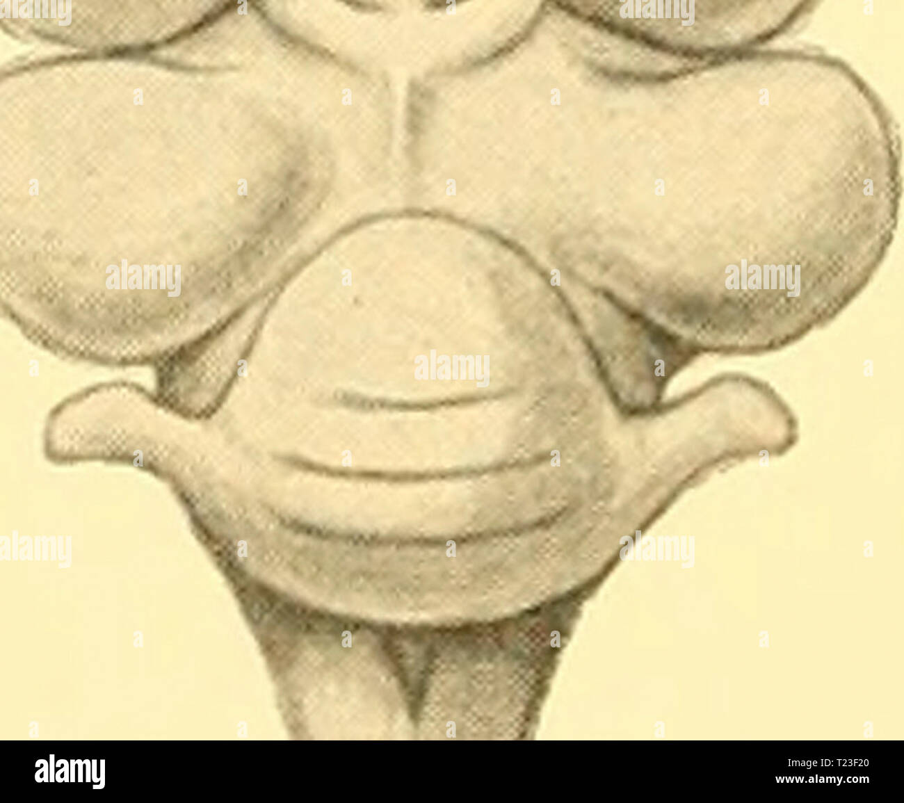 Immagine di archivio da pagina 163 di scoperta dei report (1932) Discovery discoveryreports report06inst Anno: 1932 ISO report di rilevamento micollo allungato sono stabiliti, e sul tetto e pavimento rispettivamente del thala- mencephalon la pineale e pituitaria corpi possono essere chiaramente distinta. Le radici della maggior parte dei nervi cranici possono anche essere trovati da dissezione (Fig. 4 a). Tra gli stadi 31 e 34, le semisfere di crescere rapidamente e di invadere la regione del thalamencephalon. Essi si sviluppano in associazione con l'olfatto organi al momento quando il becco è di per sé un allungamento più noticea Foto Stock