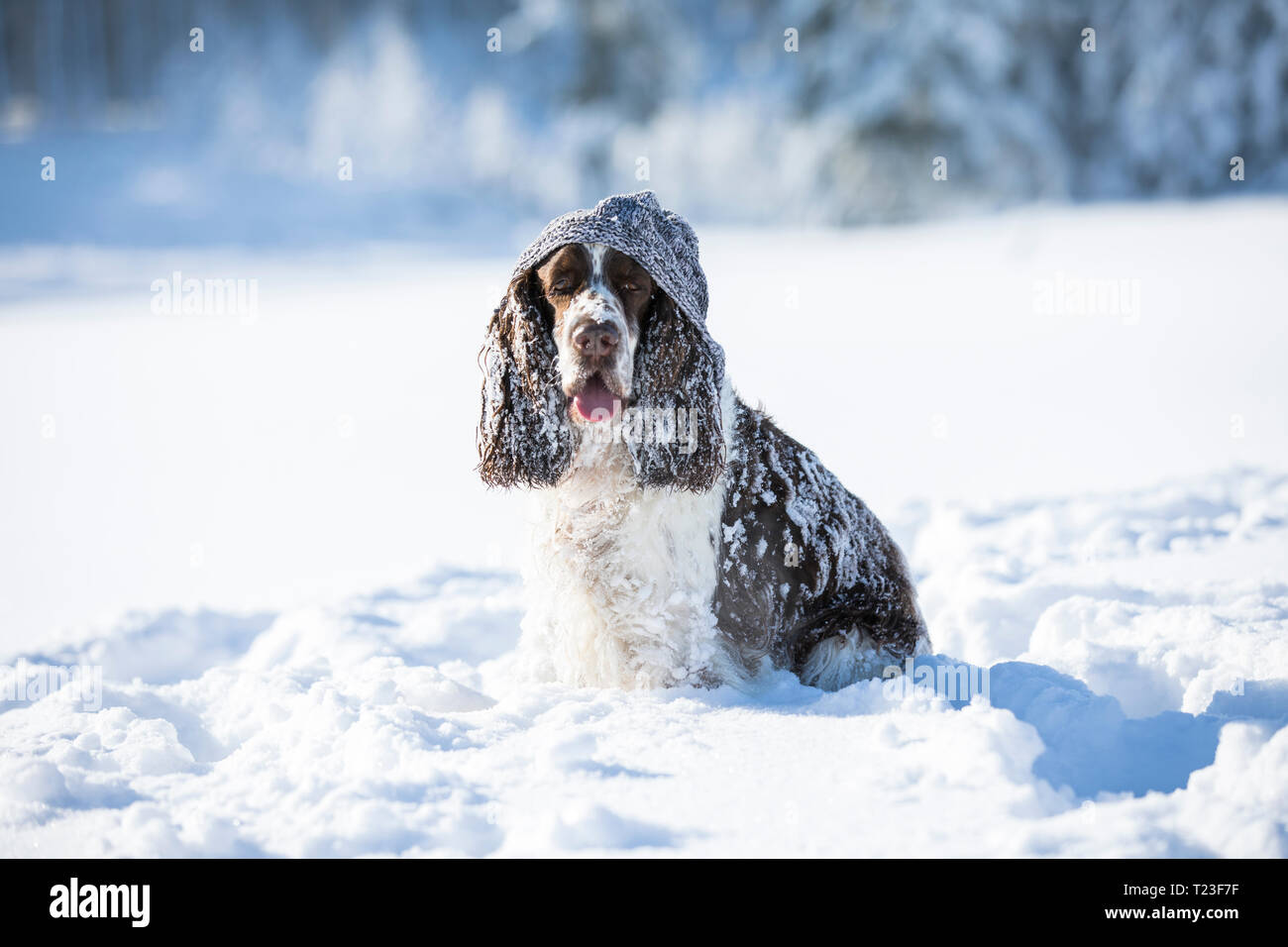 English Springer Spaniel con cappellino seduto sulla coperta di neve prato Foto Stock