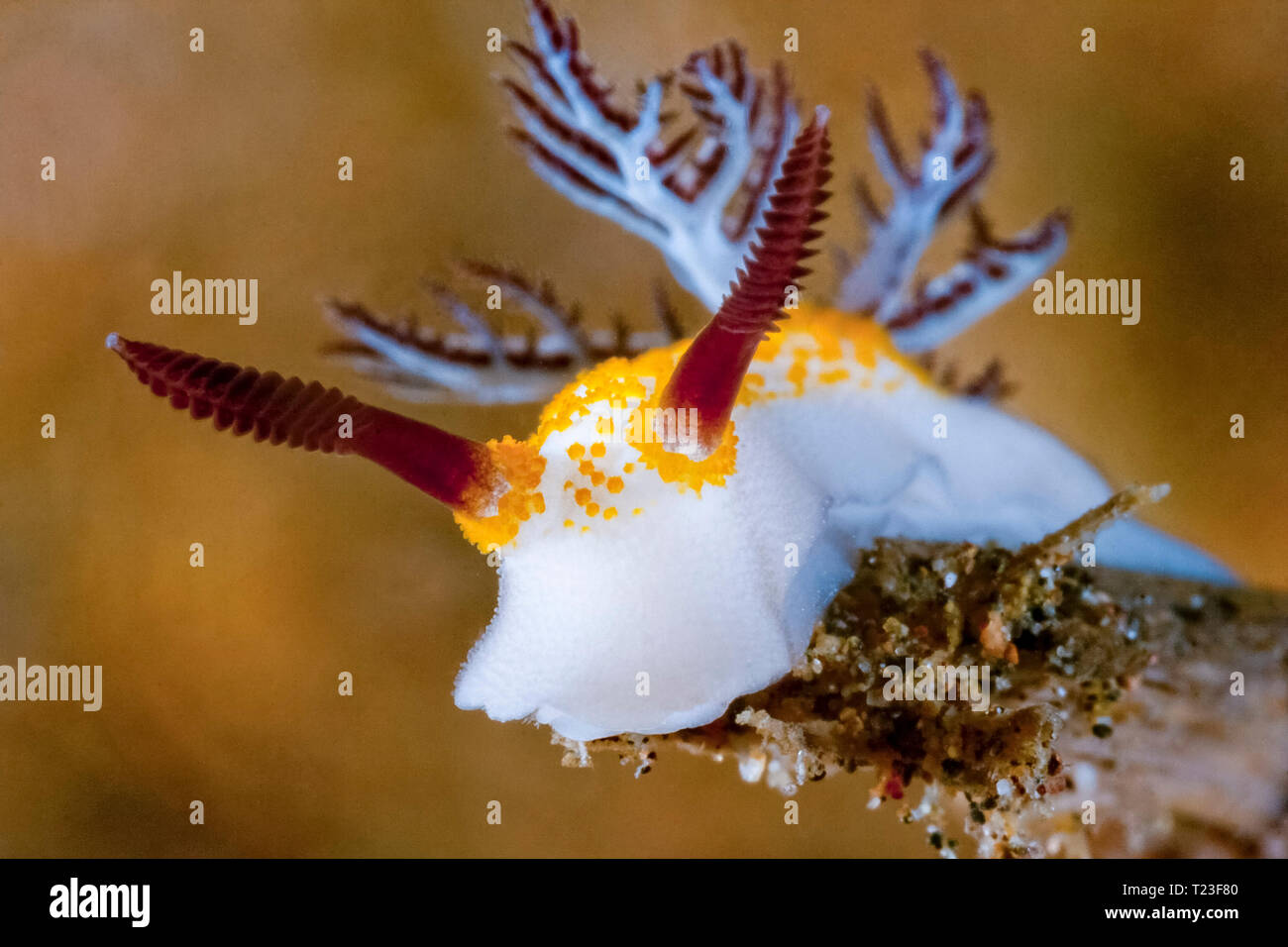 Nudibranch, Taringa halgerda, Anilao, Batangas, Filippine, sul Mare della Cina del Sud, Oceano Pacifico Foto Stock