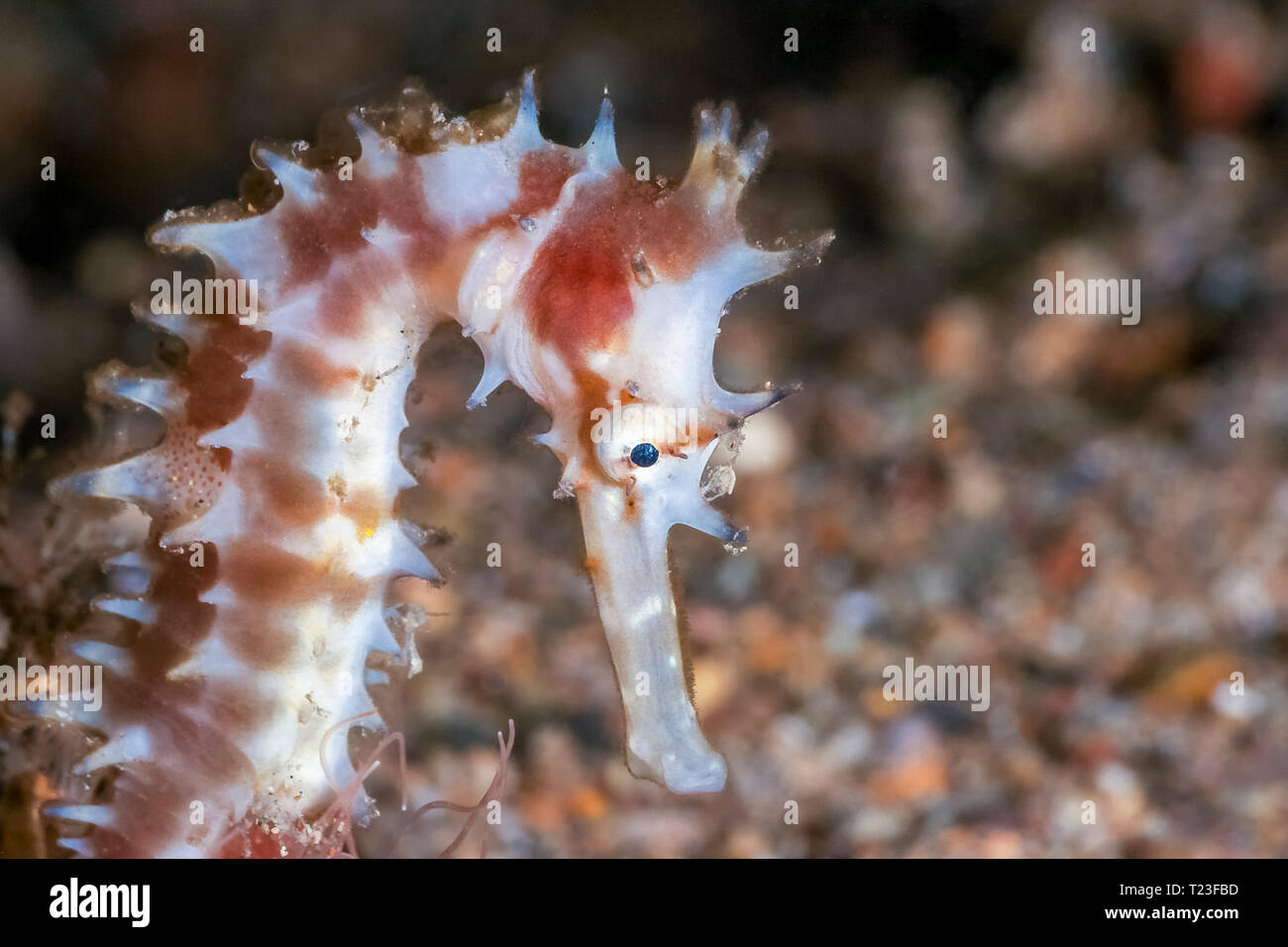 Cavalluccio marino spinosa, Hippocampus histrix, Anilao, Batangas, Filippine, sul Mare della Cina del Sud, Oceano Pacifico Foto Stock