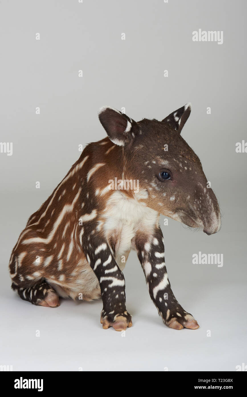 Piccolo tapiro sedersi su sfondo bianco isolato Foto Stock
