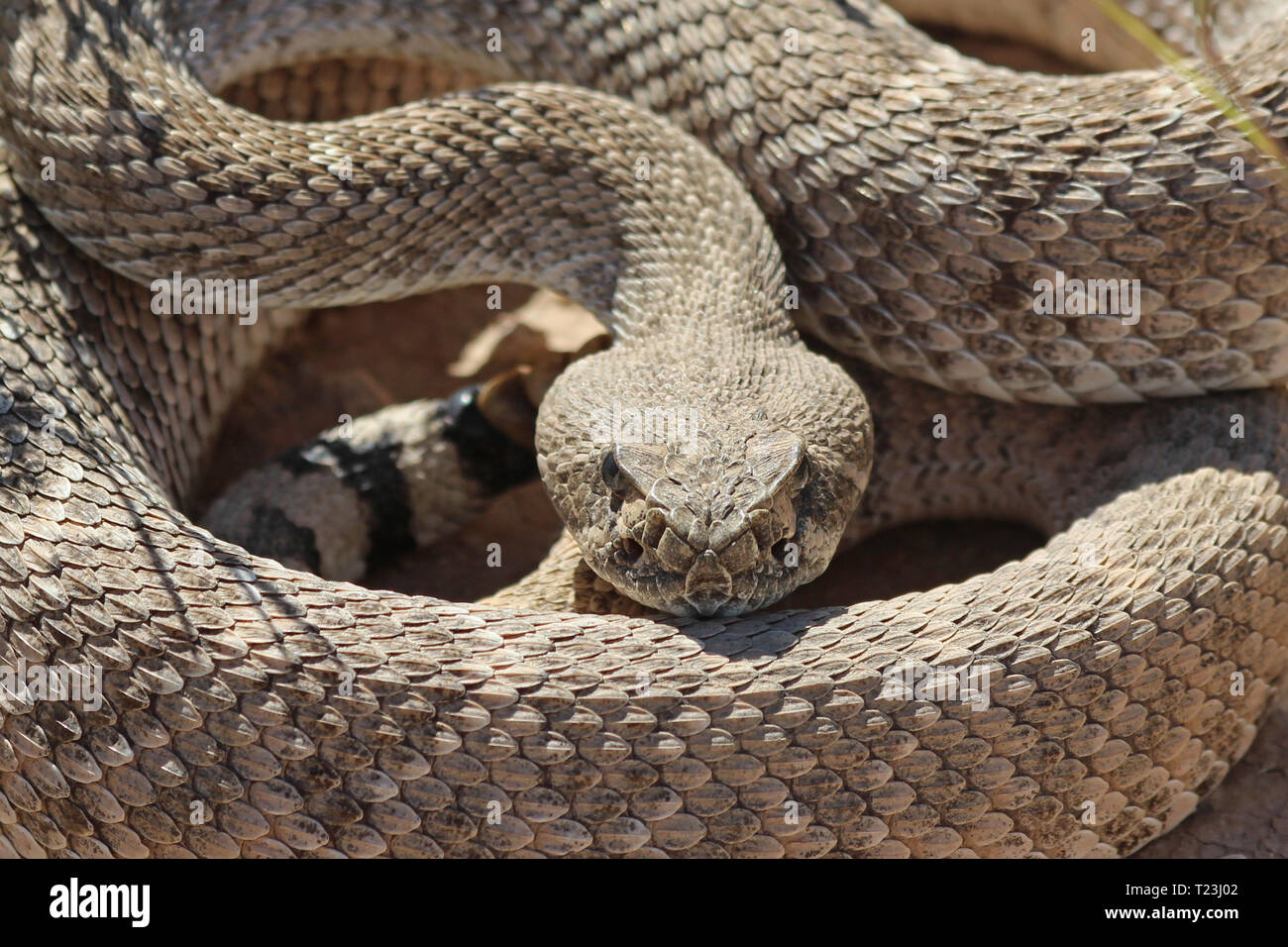 Western Diamondback Rattlesnake (Crotalus atrox) Foto Stock