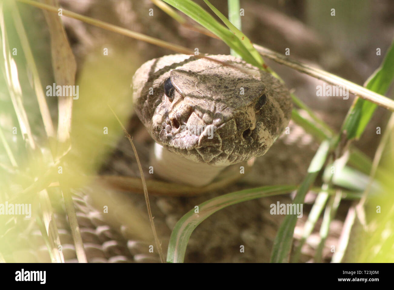 Western Diamondback Rattlesnake (Crotalus atrox) Foto Stock