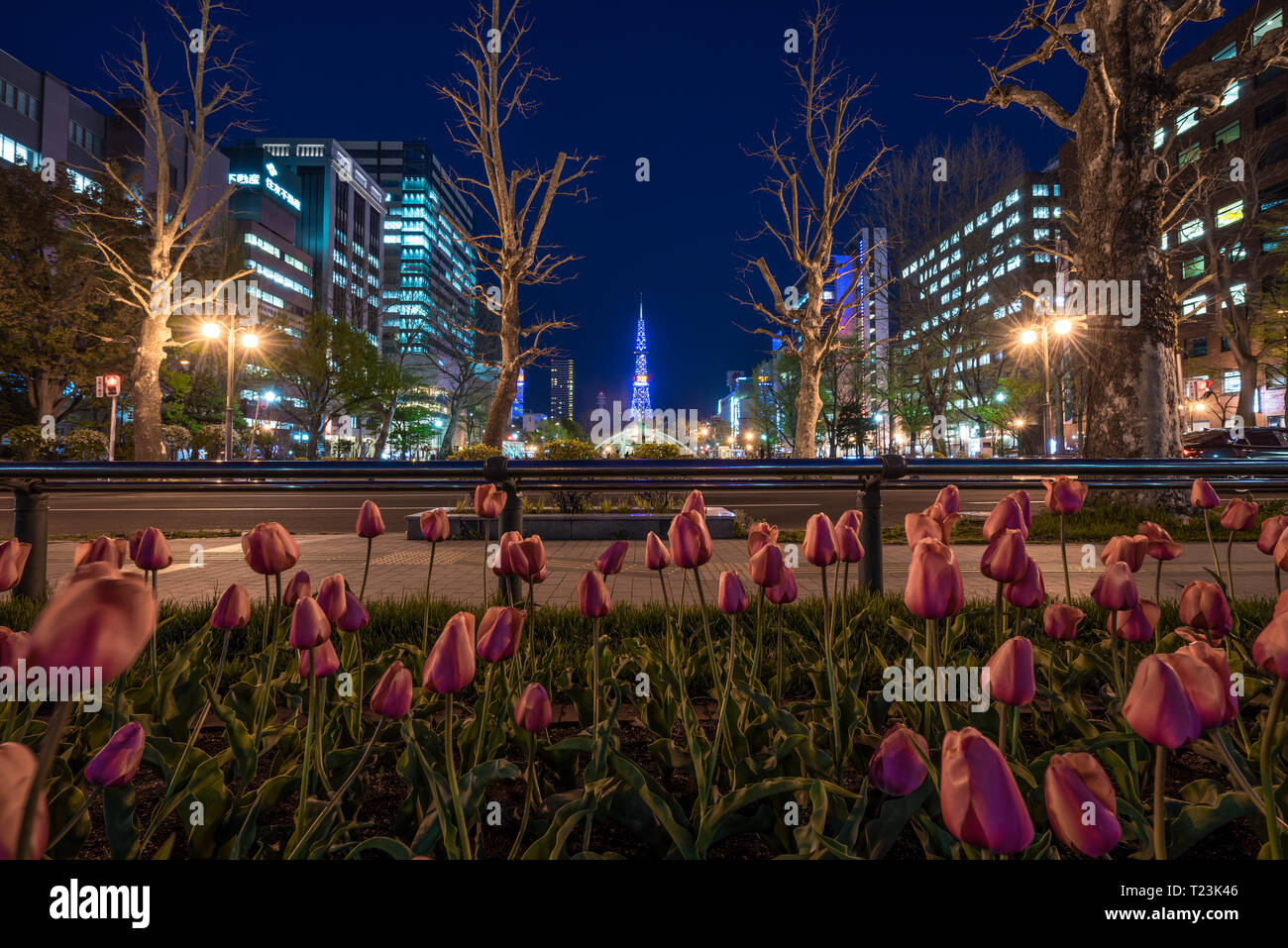 Sapporo, Hokkaido, Giappone. Maggio 09, 2016. Vista notturna del Parco Odori tulipani giardino, con Sapporo torre della TV in background. Foto Stock