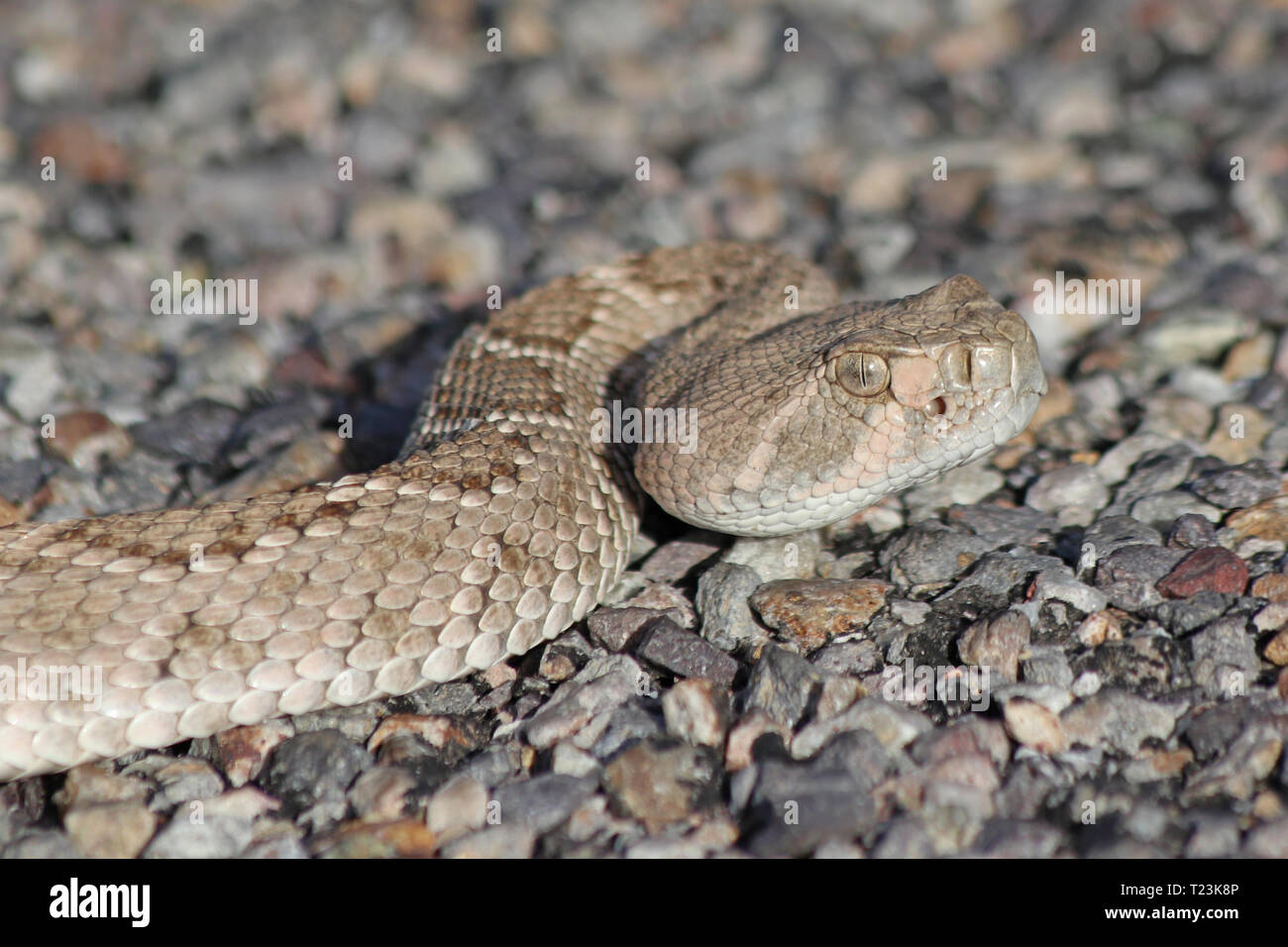 Western Diamondback Rattlesnake (Crotalus atrox) Foto Stock