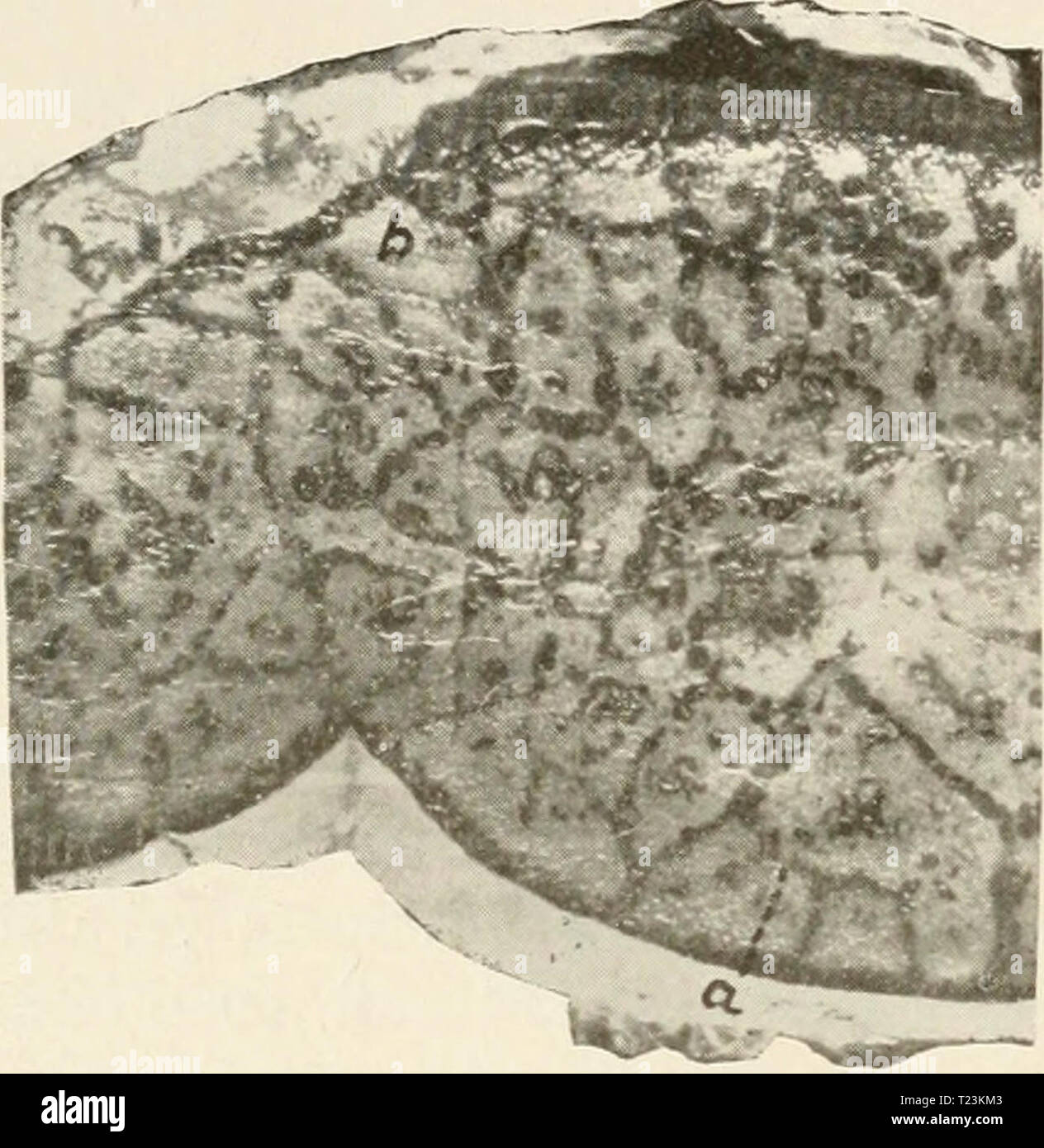 Immagine di archivio da pagina 103 della patologia e la diagnosi differenziale della patologia e la diagnosi differenziale di malattie infettive degli animali differentpathology00moorrich Anno: 1908 82 PESTE SUINA cytes, e quindi il graduale interruzione dell'alimentazione di sangue. Uno è una rapida morte dovuta direttamente a altamente batteri virulenti, altri una morte lenta o una sorta di suppurazione secco nelle fasi successive della polmonite, caratteristica del maiale, e dovuto indirettamente alla irritazione del forse più attenuata gare di batteri. In alcuni casi esistono exten- sive emorragie interlobula Foto Stock