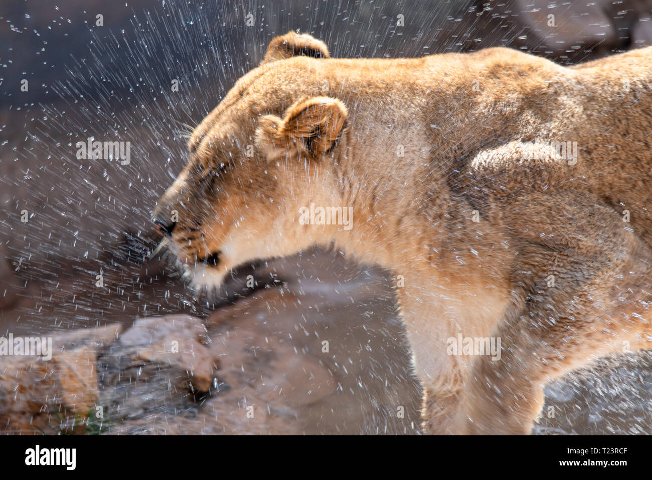 Leonessa (Panthera leo) presso lo Zoo di Albuquerque è elencato come vulnerabili Foto Stock