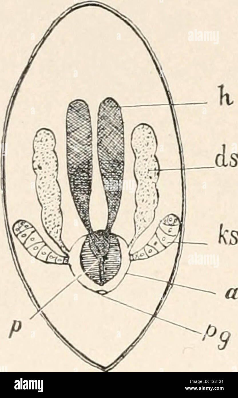 Immagine di archivio da pagina 257 di Die Tier- und Pflanzenwelt des Die Tier- und Pflanzenwelt des Süsswassers : Einführung in das Studium derselben dietierundpflanz01zach Anno: 1891 242 Die Strudelwürmer. aber neben der geschlechtlichen auch eine ungeschlechtliche Ver- mehrung vor und letztere bildet mehrfach sogar die Regel. Das zierliche Meerlinsenkettchen (Catenula lemnae) z. B. pflanzt sanz sich ausschliesslich auf diese Weise fort. Zum besseren Verständnis des Geschlechtsapparates der diene Rhabdocölen die untenstehende Abbildung (Fig. 49), in welcher die hauptsächlich in Betracht kommenden Foto Stock