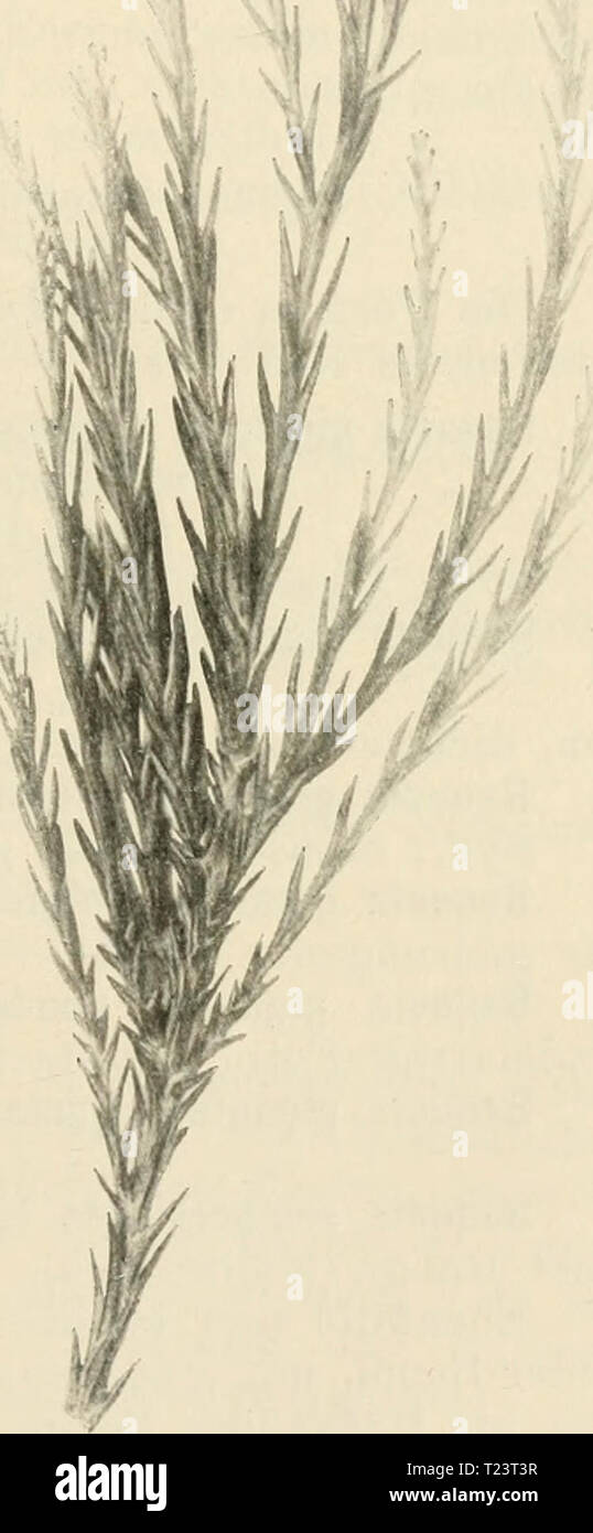 Immagine di archivio da pagina 258 di morire winterharten Nadelhölzer Mitteleuropas Die winterharten Nadelhölzer Mitteleuropas : ein Handbuch für Gärtner und Gartenfreunde diewinterhartenn00sche Anno: 1909 247 beschädigt wurde, sich jedoch bald wieder reinigt, d. h. in der Bezweigung erneut, ist in einigermaßen günstigen Standortsver- hältnissen Bei uns schon in sehr großen Exemplaren vertreten. Er"führt einen geraden Stamm mit rötlich-brauner, rissi- ger, sehr dicker, sich ablösender Rinde, pyramidaler Krone, ONU- regelmäßig gestellte, sich nahezu ausbreitende orizzontale Äste und zweireihig gestellte Foto Stock