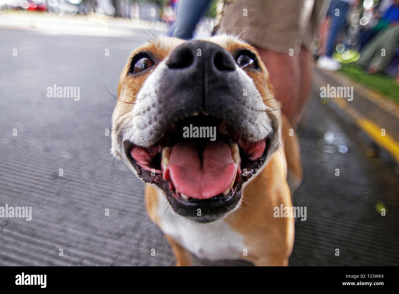 Cane felice Foto Stock