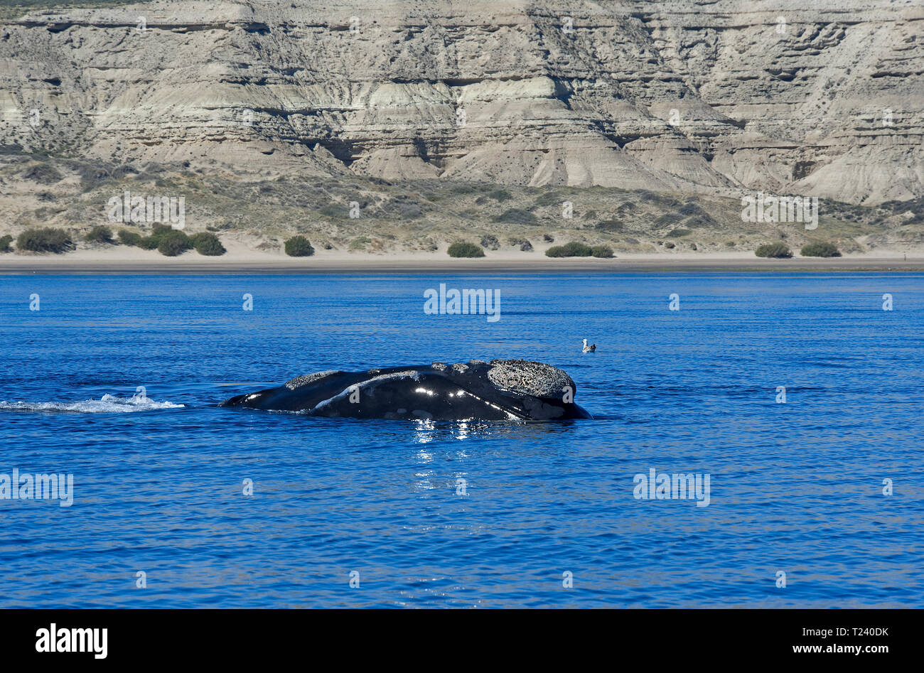 Balena Franca Australe (Eubalaena australis), la Penisola Valdes, Patagonia, Argentina Foto Stock