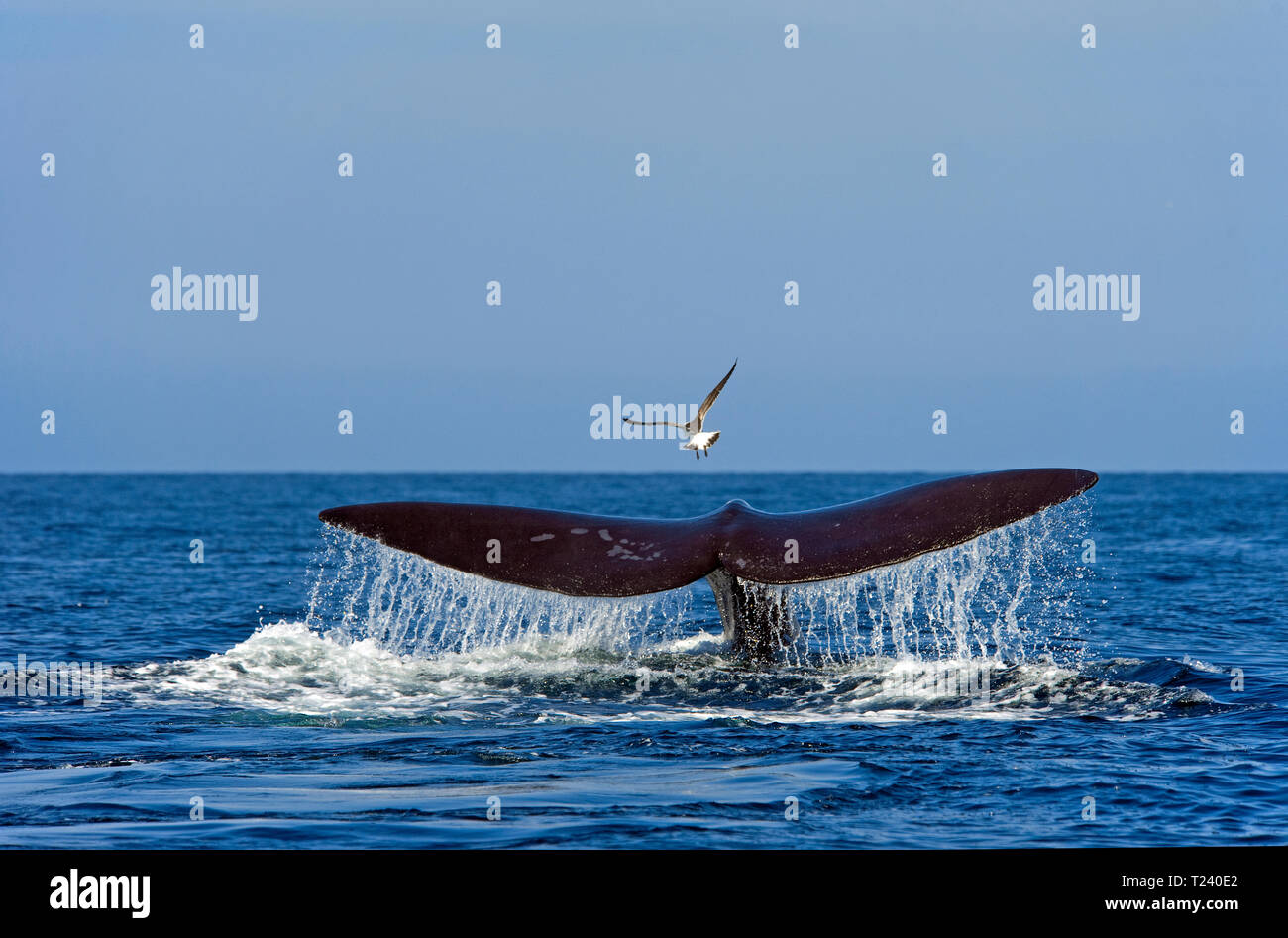 Balena Franca Australe (Eubalaena australis), mostra la sua fluke, discendente, la Penisola Valdes, Patagonia, Argentina Foto Stock