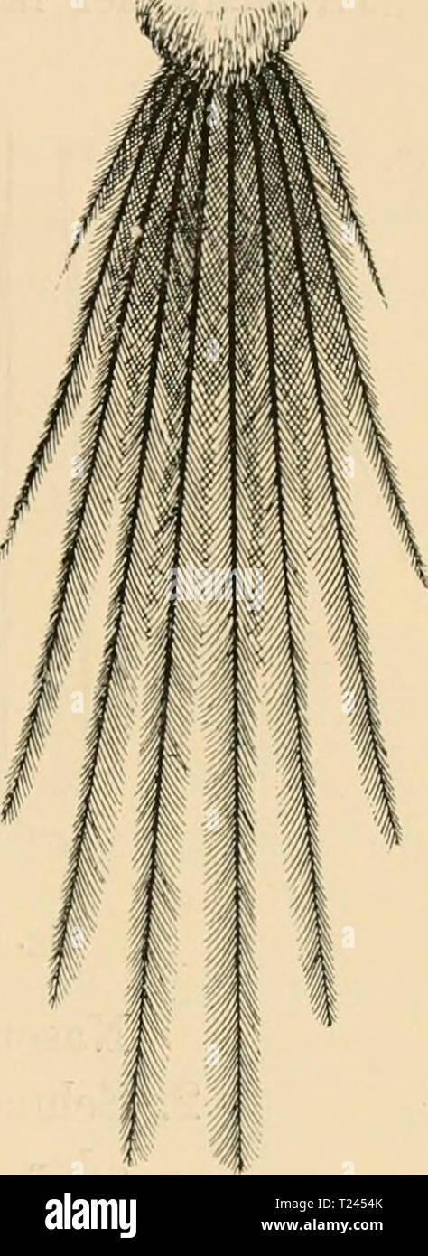 Immagine di archivio da pagina 238 di Die Vögel; Handbuch der systematischen Die Vögel; Handbuch der systematischen Ornithologie dievgelhandbuc02reic Anno: 1913 Dendrocolaptidae. Baumsteiger. 225 Schizoeaca cabina. Srlnvanz lOtVdrig-, laiii;- uiul stark stiiüg, die Federn schmal, zugespitzt und zerschlissen, ihre Schäfte ziemlicli starr, federnd, äusserstes Paar kürzer als Ya mittelsten (Fig. 132); Flügel Kurz und rund; Schnabel kurz, ge- rade und spitz; Lauf länger als Mittelzehe. 5 Arten in Kolumbien bis Bolivien und in Aenezuela. Seh. paJpebralis cabina. Oberseits dunkelrostbraun, unterseits grau, abbiamo Foto Stock