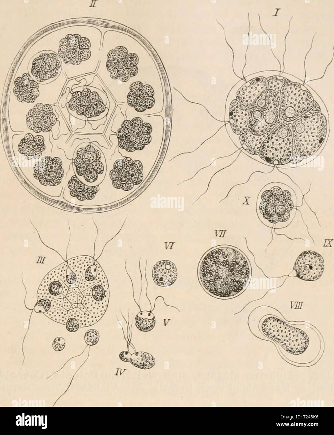 Immagine di archivio da pagina 248 di Die Zelle und die Gewebe Die Zelle und die Gewebe. Grundzüge der Allgemeine Anatomie und Physiologie diezelleunddiege02hert Anno: 1893-1898 V. Die Ersc'heinuno;en und das Ve.&lt;en der Befruchtung. 231 Fig. 157. Entwicklung von Pandorina Morum uiicli Pringsheim. Aus Sachs Fig. 411. / Eine schwärmende Familie; II eine solche in 16 Tochterfamilien getheilt; III eine geschlechtliche Famile, deren einzelne Zellen aus der Hülle verschleimten austreten; IV, V Paarung der Schwärmer; VI eine eben entstandene, VII eine aus- gewachsene zigote; VIII Umbildung des Inh Foto Stock