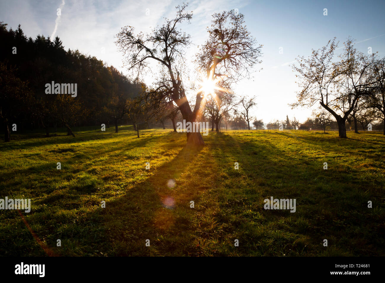 Germania, autunnale di prato con disseminati di alberi da frutta al crepuscolo Foto Stock