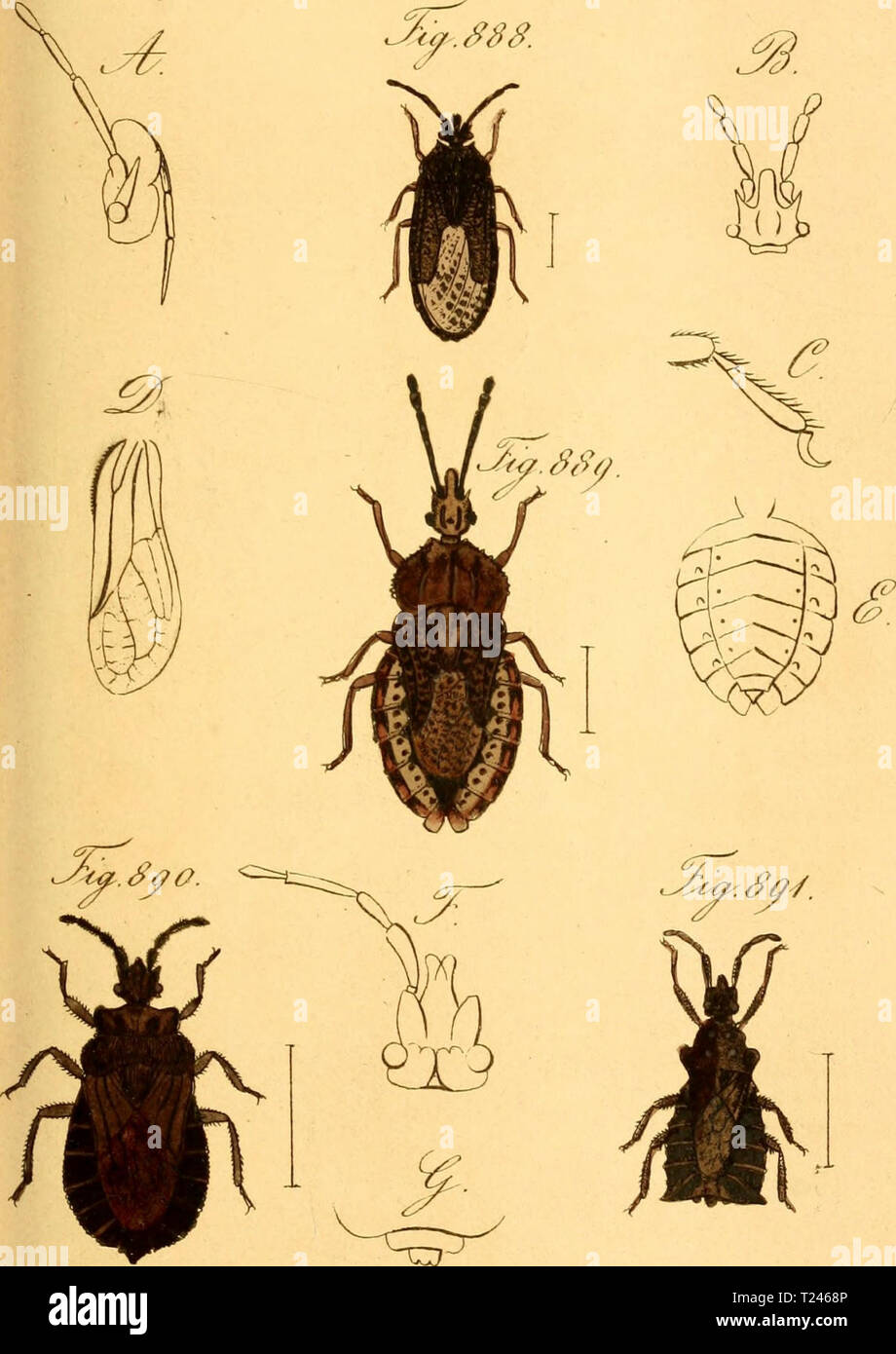 Immagine di archivio da pagina 290 di Die Insecten wanzenartigen getreu Die Insecten wanzenartigen : getreu nach der Natur abgebildet und beschrieben diewanzenartigen59hahn Anno: 1831 r/. crzjJXviK. au. 'LU f-ya..&GT;-69a. ..Y. i/. '/Zr//t&LT;) . /7lc Foto Stock