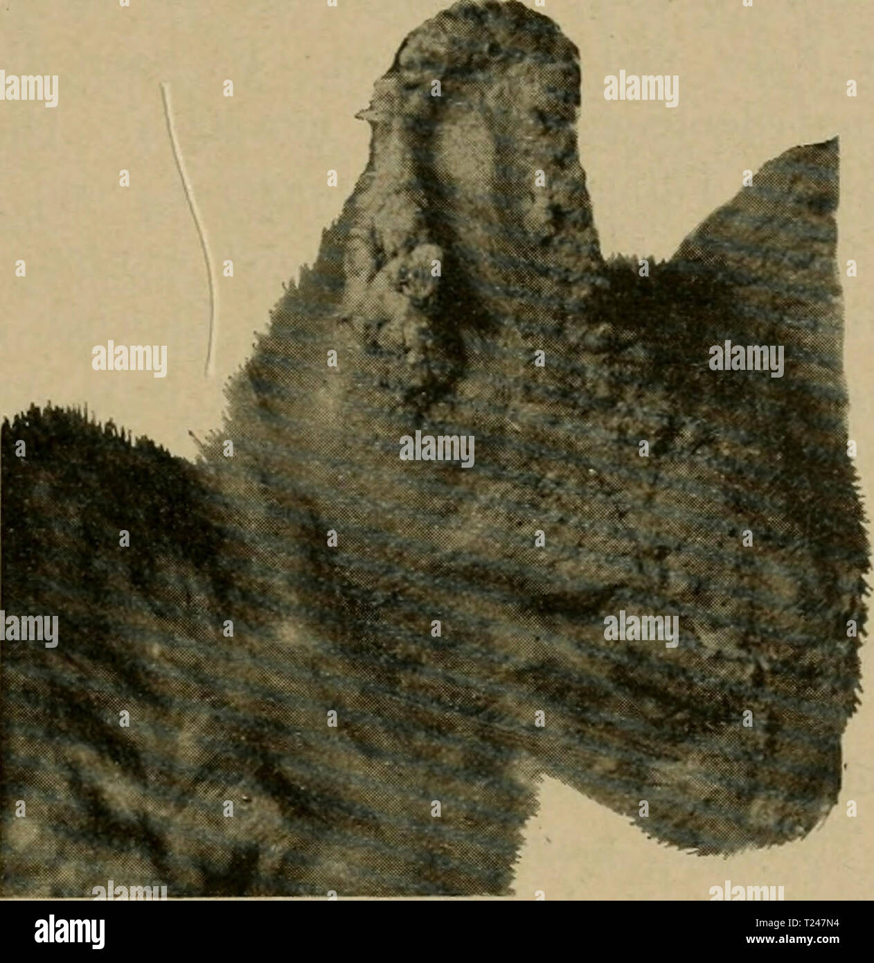 Immagine di archivio da pagina 330 di Die vergleichende Pathologie der Haut Die vergleichende Pathologie der Haut dievergleichende00inferno Anno: 1910 Räude der Katze. 311 Knötchen, Bläschen, Borken. Die Haare sind erst verklebt, dann gelockert und gelichtet, caduti schließlich aus. Die Haut in der Umgebung der erkrankten Partien geschwollen ist, derber, weniger elastisch. Die Borken können Eine große Dicke erreichen. Die Katzen vertragen die Sarcoptesrcäude schlecht. Die Dermatopliagusräiule befällt vorwiegend die Ohrmuschel, insbesondere den äußeren Gehörgang, erzeugt eine otite esterna mit miglior Foto Stock