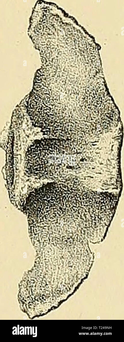 Immagine di archivio da pagina 438 di Dinocerata una monografia di Dinocerata : una monografia di un ordine estinto di giganteschi mammiferi dinoceratamonogr00mars Anno: 1886 Foto Stock