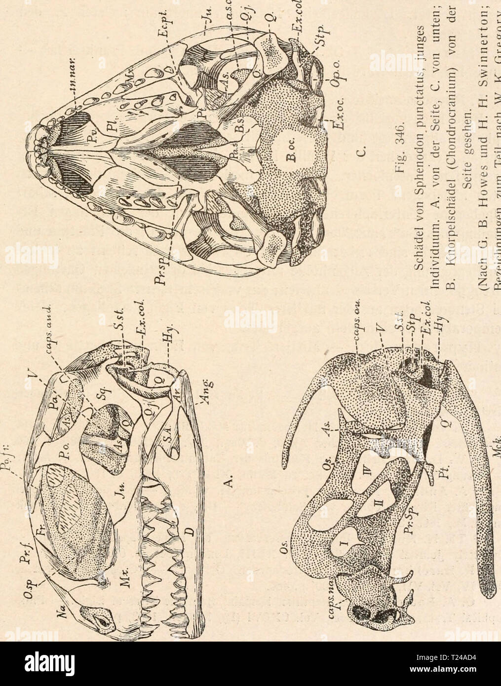 Immagine di archivio da pagina 466 di Die stämme der wirbeltiere (1919) Die stÃ¤mme der wirbeltiere diestmmederwir00abel Anno: 1919 Reptilia. 445 cu cu o â -&GT; QJ .JÂ" o - '3 e â 3*3.3 O) CU u oo tg 3 CO cu 3 a&GT; e 3 CO 0&GT; e x .. 3 OB g o 9 o tuot'' a. cÂ" xj  - CU cd br o O X3 o . c cu un&GT; Â â * â ' co co E-2 35 C Â"2 eis o' 93 B 3 o tÂ"o 0) H..S Ã¼ Â£ 2 d. m u- oo ., , o =t- , di cu c0c0-*-'"-"aj.0 CO CO 5 - 2 - a - a 5 CO CO 3 3 CO â 5 D. co cu -a : 3 - Â° e SL? E +-&GT; .  un&gt; 3 C JS Ã¶ CO U Q.â .2 in modo :c0 CJ c o &gt; co cu 3 -t-&GT;  0 *-! *- CS t3 . c -Ã CO o =X,? CO un Ã¶ Â"!â¢Â"&g Foto Stock