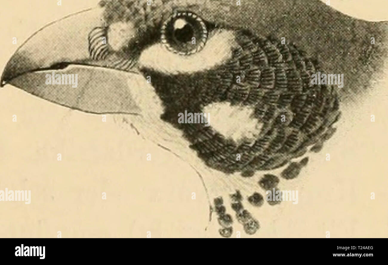 Immagine di archivio da pagina 468 di Die Vögel; Handbuch der systematischen Die Vögel; Handbuch der systematischen Ornithologie dievgelhandbuc02reic Anno: 1913 Alaudidae. Lerchen. 455 - Ohrgegend weis: 2. 2. Stirn reinweiss: F. niehinauchen (Gab.). Kopf und Unterseite schwarz, Stirnfleek, hintere Wange, Ohrgegend und Nackenband weiss, Rücken sandbraun mit dunklen einzehien Strichehi. Beim Kopf sabbia-Farben, Unterseite weiss, sandfarben verwaschen. L. 130, Fl. 75 mm. Nordostafrika, Arabien, Südwestasien. - Stirn schwarz, rotbraun oder blassbräunlich: 8. 3. Oberkopf rotbraun oder fahlbraun: P. leue Foto Stock