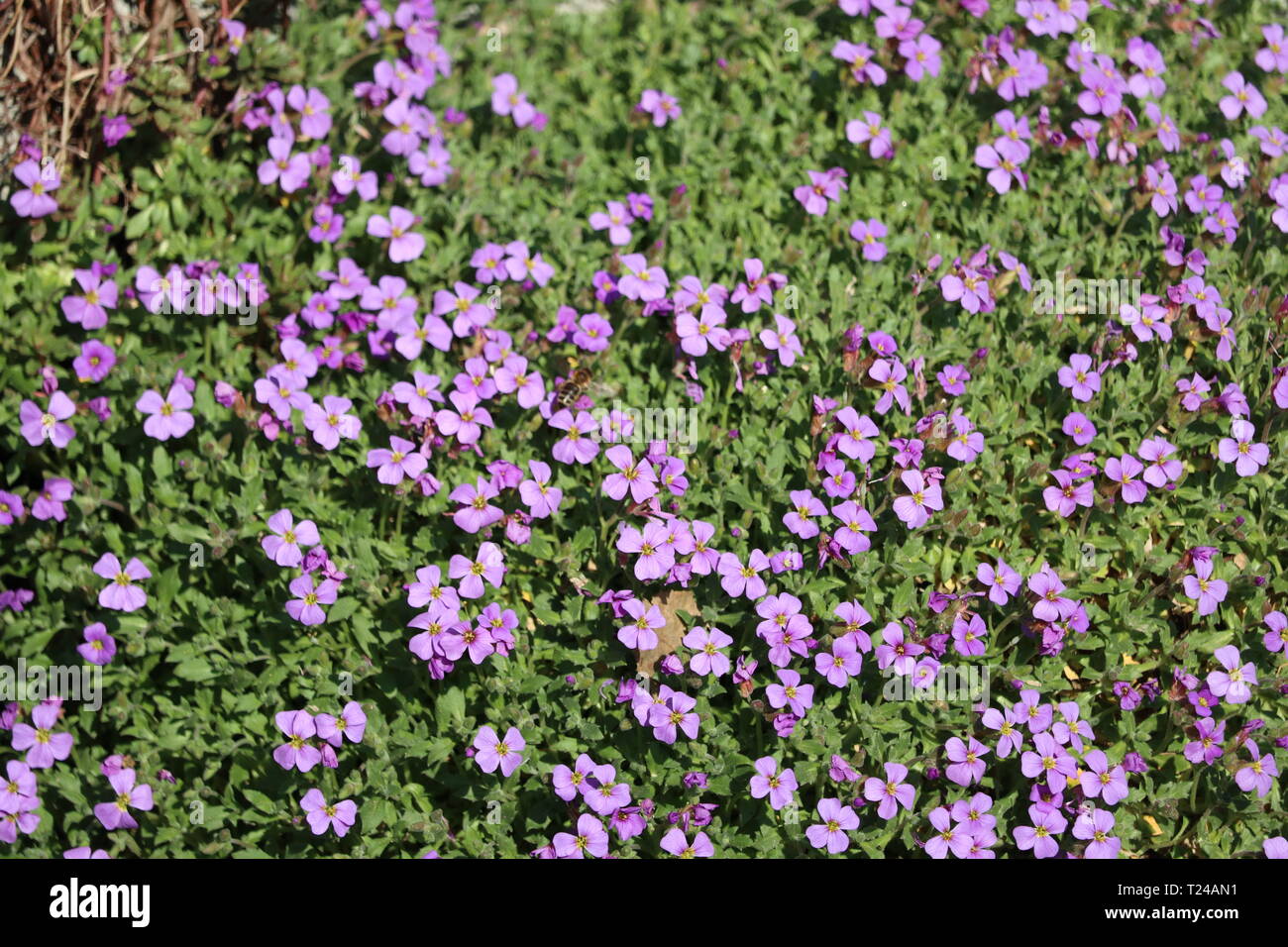 Aubretia coprivaso Foto Stock