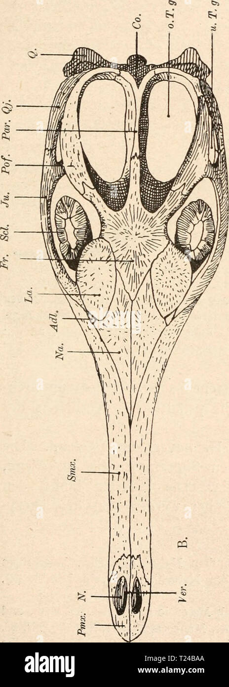 Immagine di archivio da pagina 568 di Die stämme der wirbeltiere (1919) Die stÃ¤mme der wirbeltiere diestmmederwir00abel Anno: 1919 Reptilia. 547 C3 â o o o Â£ Â£ 13 Â§ Ol 1â 03 c e .Ã¤j 'SS ' 3 Ã  Q. Â" -2 Ã &lt;&LT;&GT; 03 1  O D, E CD J H CD ;- . CD Â Â£?. & M U i. Â"io mi- â ' w .W (T* *T* (1 1 r 3 Â" 5 u w n u vj 'â   es 3 CD CO 03 3 CD CO :o3 Jj 3 S 3 CD J= CD &LT;D CO CO 3  V. CS *&LT; Cj c O Q Li, &/) Ci* &LT;3 ft: 0, Q, 3 D. O--o- co co co SU Foto Stock