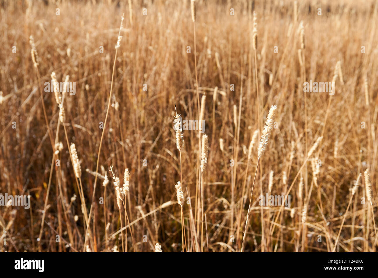 Alti, erba secca su una soleggiata giornata autunnale vicino lago d'argento in Brighton, Utah, Stati Uniti d'America. Foto Stock