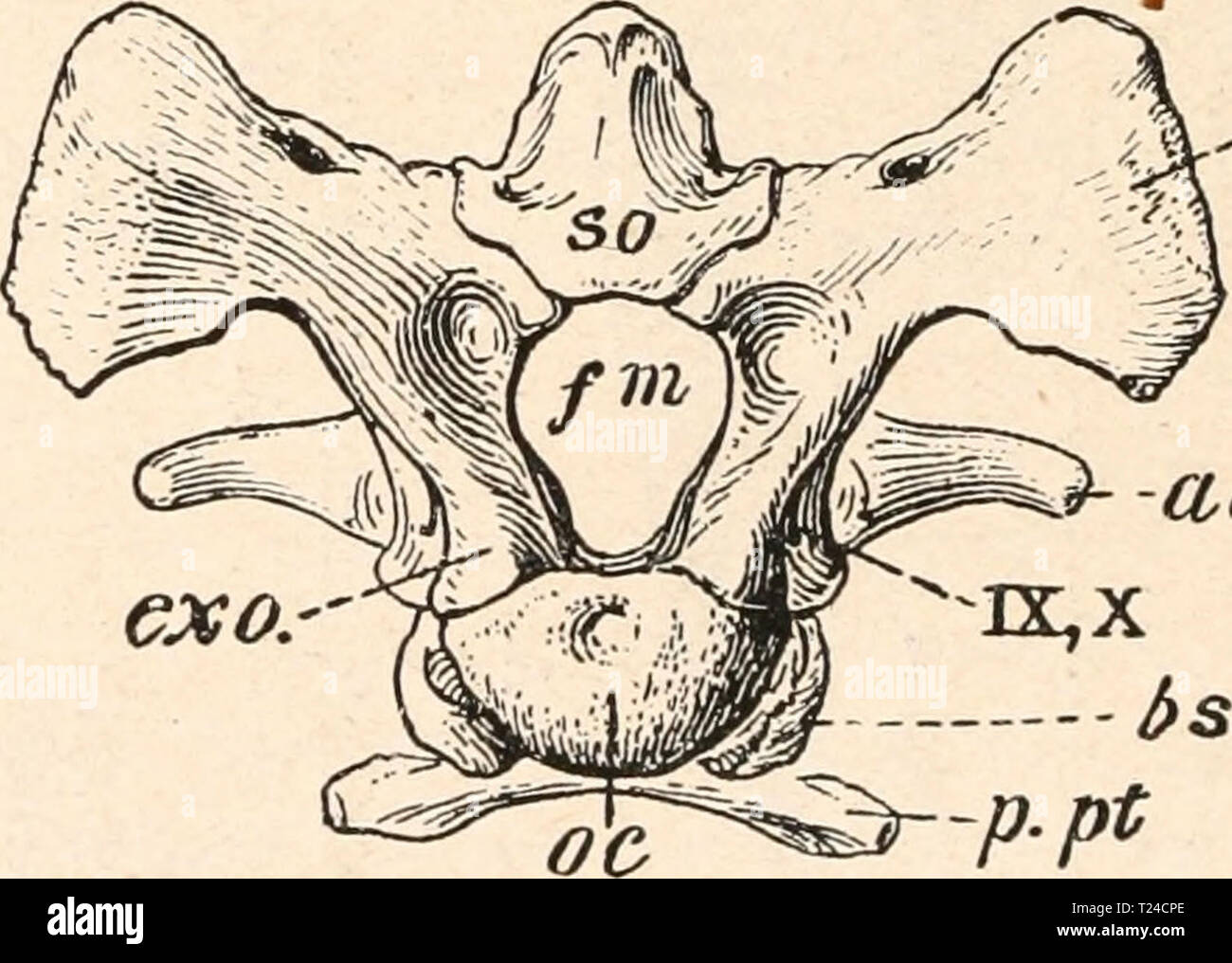 Immagine di archivio da pagina 641 di Die stämme der wirbeltiere (1919) Die stämme der wirbeltiere diestmmederwir00abel Anno: 1919 Fig. 485. Seitenansicht des Hinterteiles des Schädels von Camptosaurus dispar, Marsh, aus den Atlantosaurus letti (oberster Jura) von Wyoming, 3/s nat. Gr. sp. a1, bo bs c eso oc poc p.pt. (Nach Ch. W. = Orbitosphenoid. = Basioccipitale. = Basisphenoid. = Canalis carotidicus. = Exoccipitale. = Condylus occipitalis. = Processus paroccipitalis des Opisthoticums. = Processus pterygoidalis. Gilmore.) pro = Prooticum. s = Nahtfläche des Supraoccipitale. così •= Supraoccipitale. Foto Stock