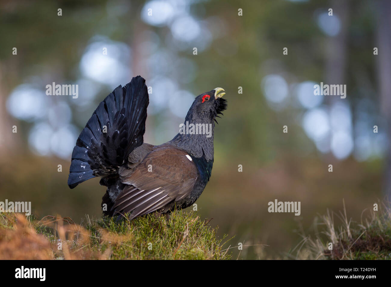 La Scozia, Caledonian foresta, coniugata Western gallo cedrone Foto Stock