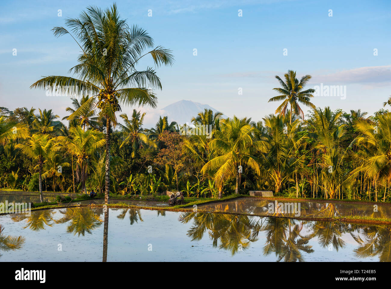 Indonesia Bali Tegallalang terrazze di riso Foto Stock