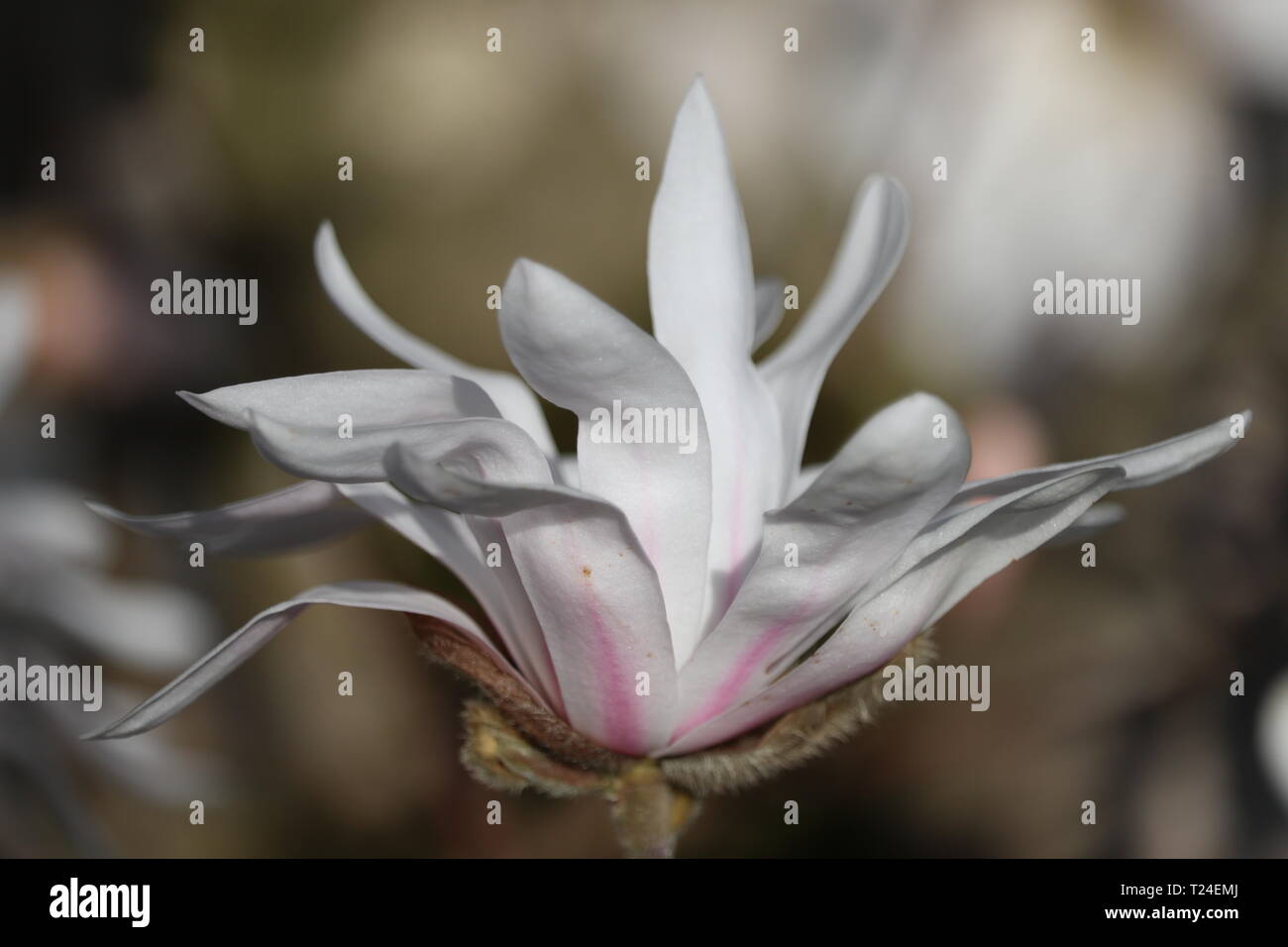 Bella stella magnolia in primavera Foto Stock