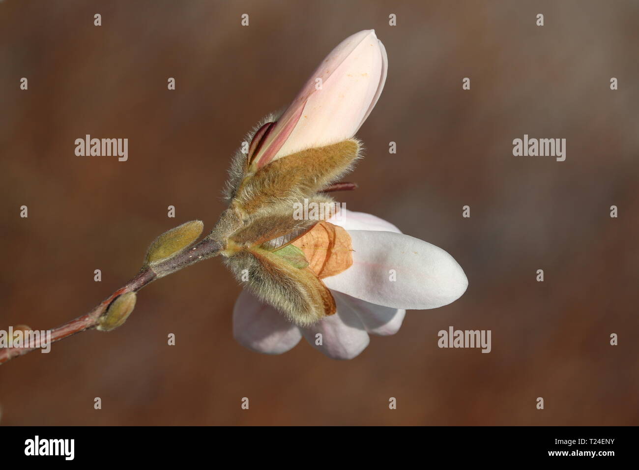 Bella stella magnolia in primavera Foto Stock