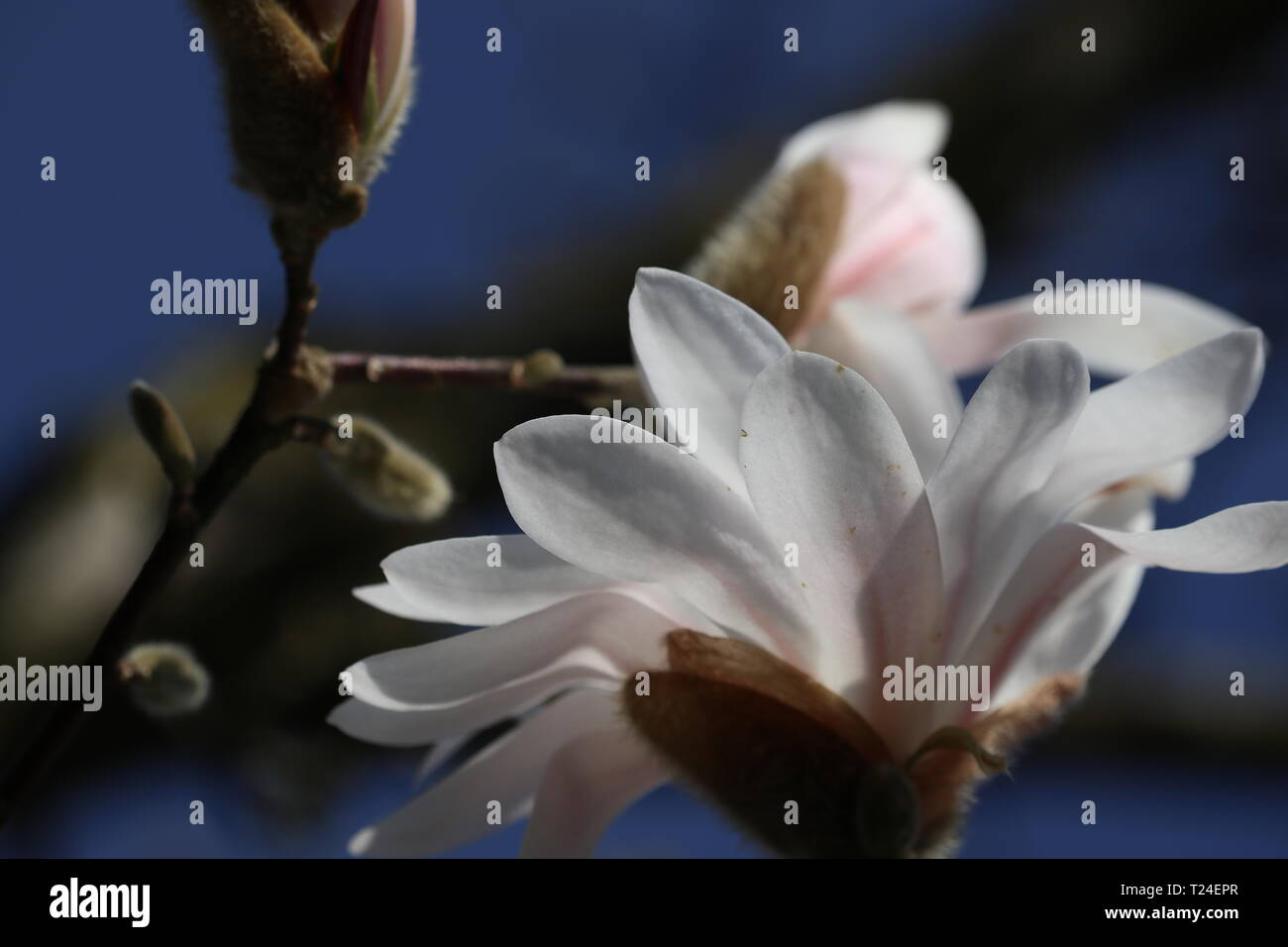 Bella stella magnolia in primavera Foto Stock