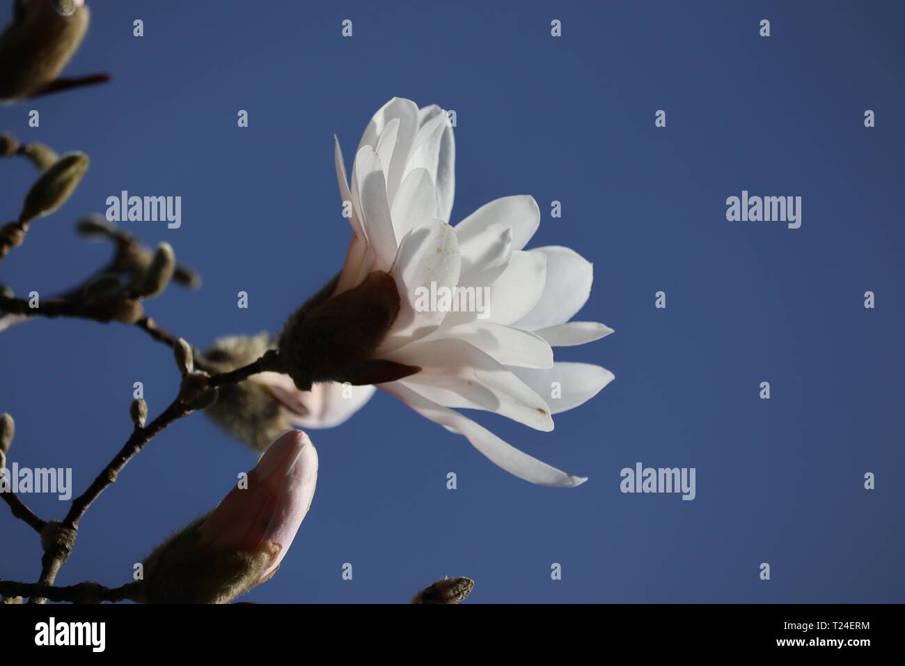 Bella stella magnolia in primavera Foto Stock