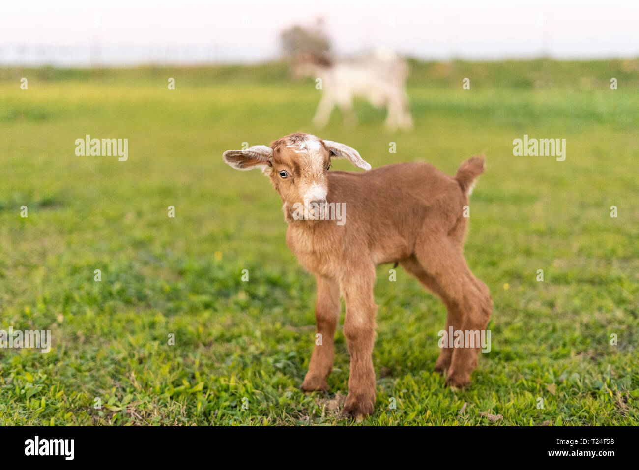 Ritratto di giovane capra su un prato Foto Stock