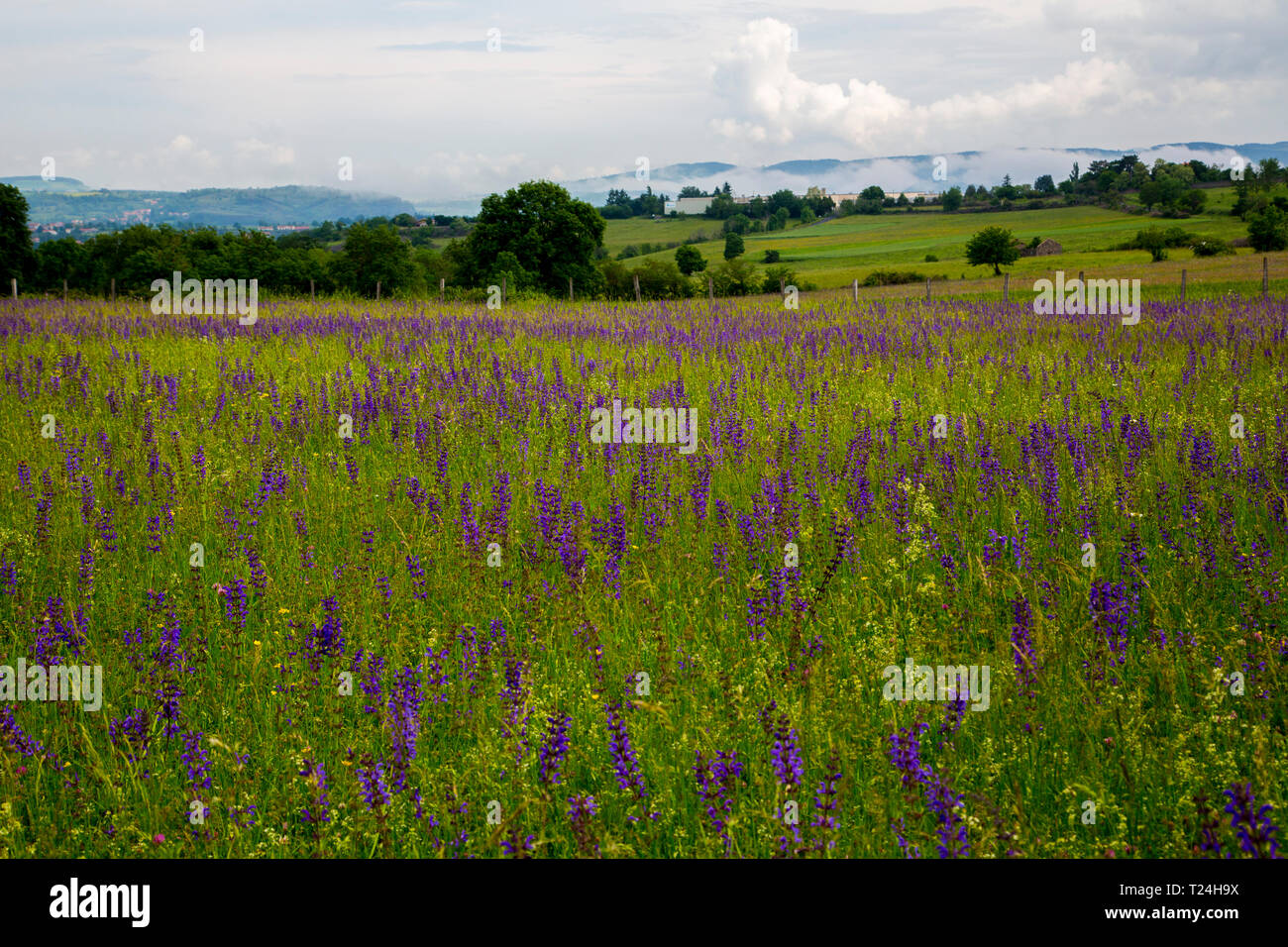 La campagna fuori Le Puy en Velay in Francia. La città è un punto di partenza per molti di coloro che a piedi il Cammino di Santiago de Compostela pellegrino a piedi. Foto Stock