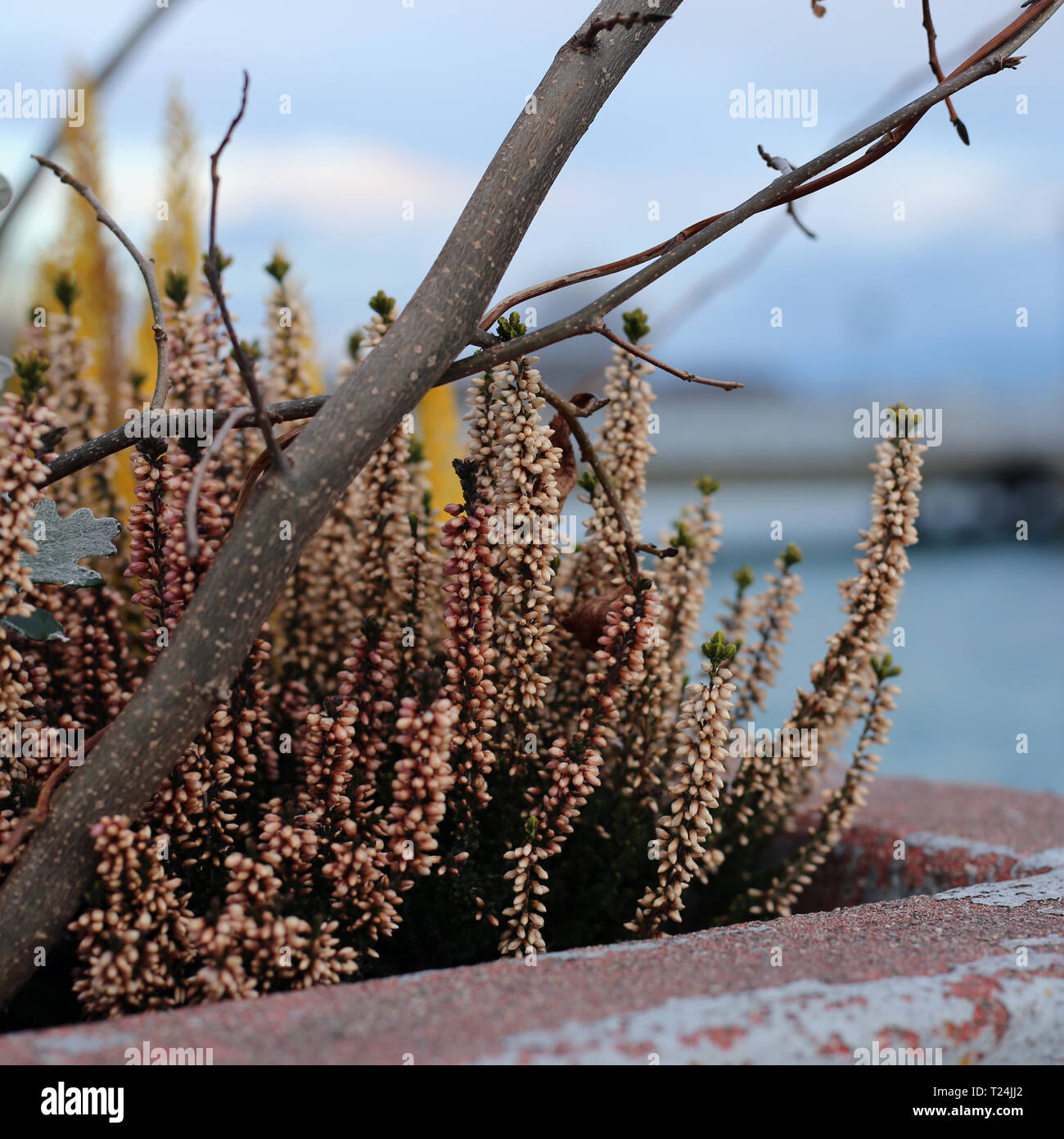 Bei fiori gialli ed il tronco di un piccolo albero fotografato appena prima che Sun ha iniziato a impostare in Nyon, Svizzera. Immagine a colori. Foto Stock