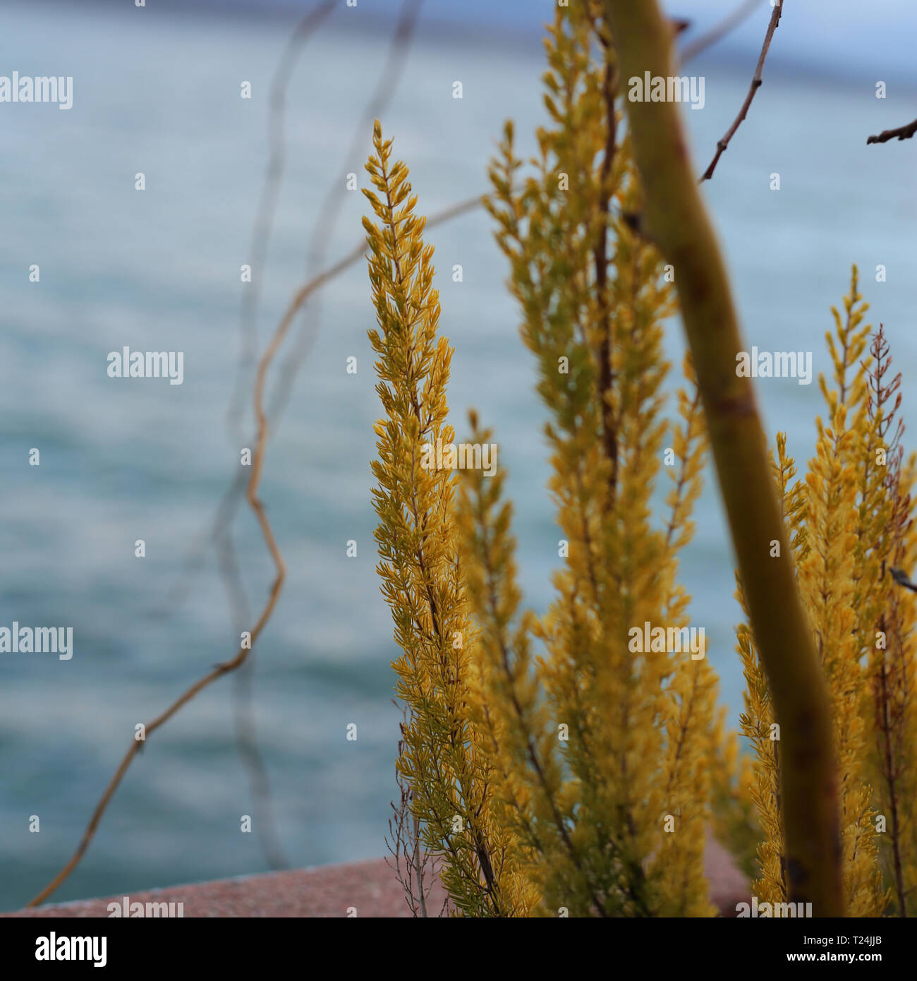 Bei fiori gialli ed il tronco di un piccolo albero fotografato appena prima che Sun ha iniziato a impostare in Nyon, Svizzera. Immagine a colori. Foto Stock