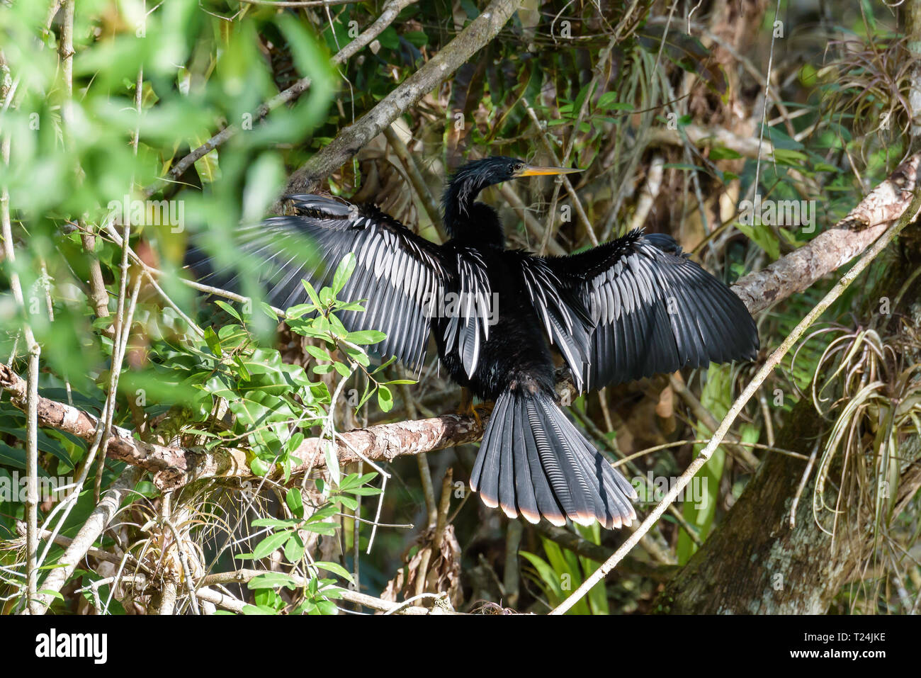 Maschio (anhinga Anhinga anhinga) essiccare le sue ali mentre appollaiato in un albero in Big Cypress piegare Boardwalk, Florida, Stati Uniti d'America Foto Stock