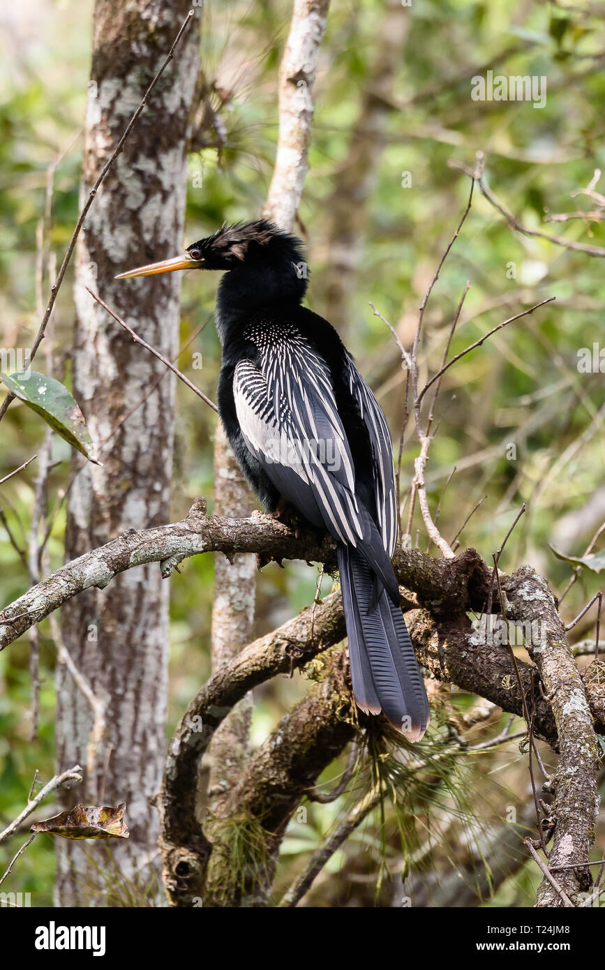 Maschio (anhinga Anhinga anhinga) appollaiato su un ramo di albero in cavatappi santuario di palude, Florida, Stati Uniti d'America Foto Stock