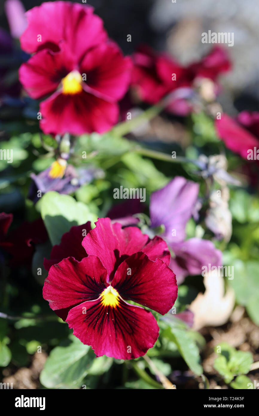Un Sacco Di Bella Rosso Porpora Pansy Fioriture Dei Fiori Fotografato A Nyon Svizzera Durante Una Bella E Soleggiata Giornata Di Primavera Incantevole Foto Dettagliate Foto Stock Alamy